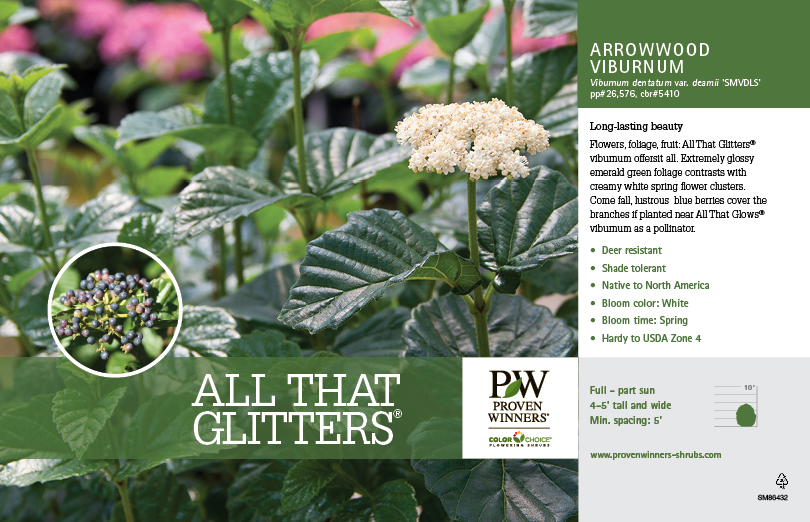 All That Glitters® Viburnum Benchcard Spring Meadow Nursery